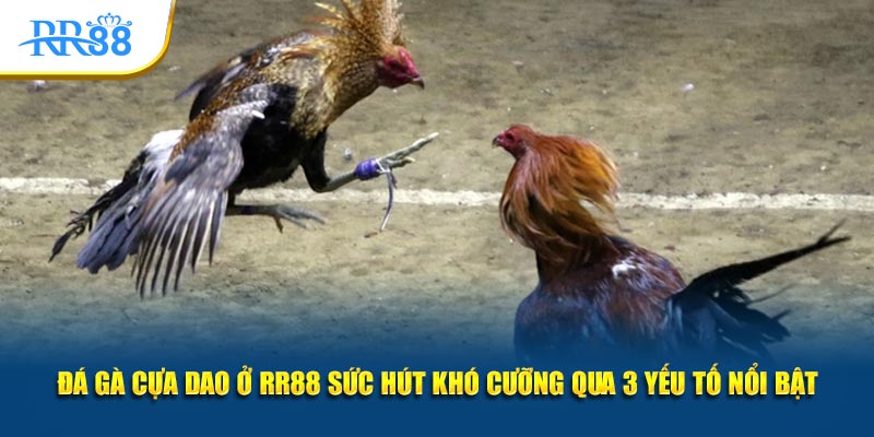 đá gà cựa dao ở rr88 sức hút khó cưỡng qua 3 yếu tố nổi bật