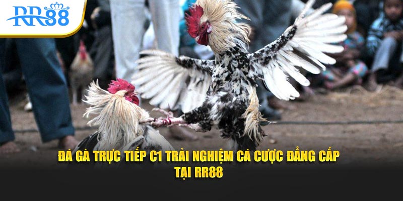 đá gà trực tiếp c1 trải nghiệm cá cược đẳng cấp tại rr88
